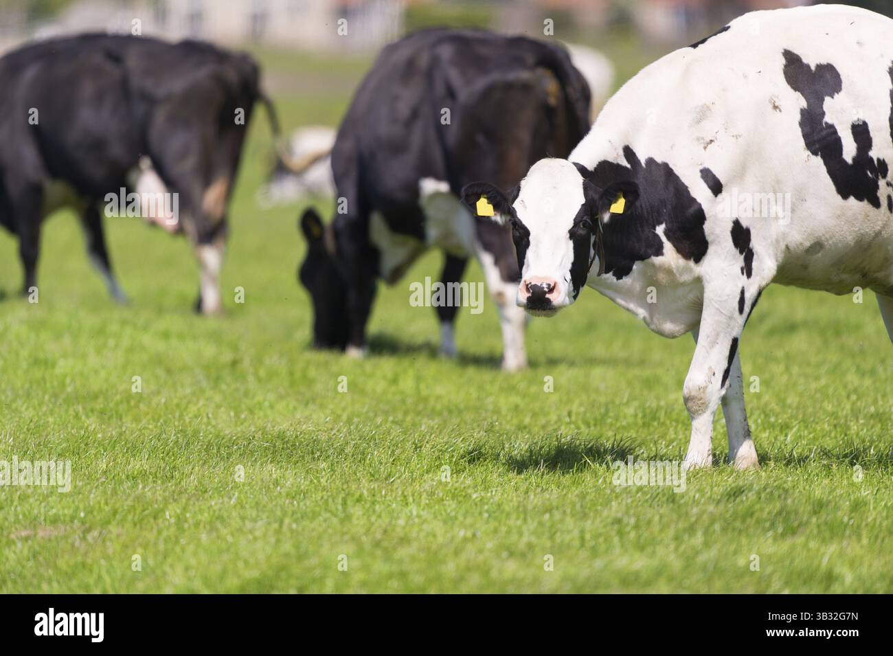Typical Dutch black and white cows in de green meadows Stock Photo - Alamy