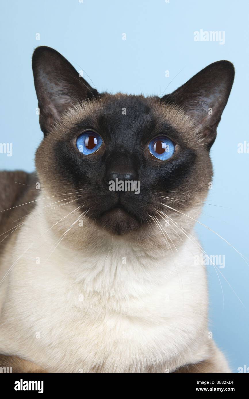 seal-point-siamese-cat-with-blue-eyes-stock-photo-alamy