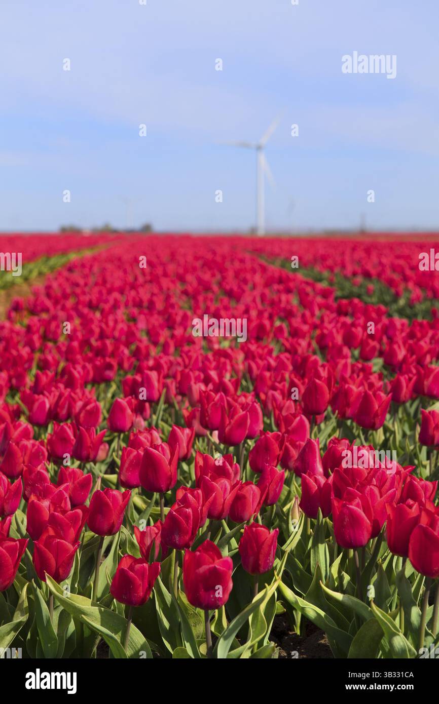 Fields full of pink tulips in Dutch Flevopolder Stock Photo - Alamy