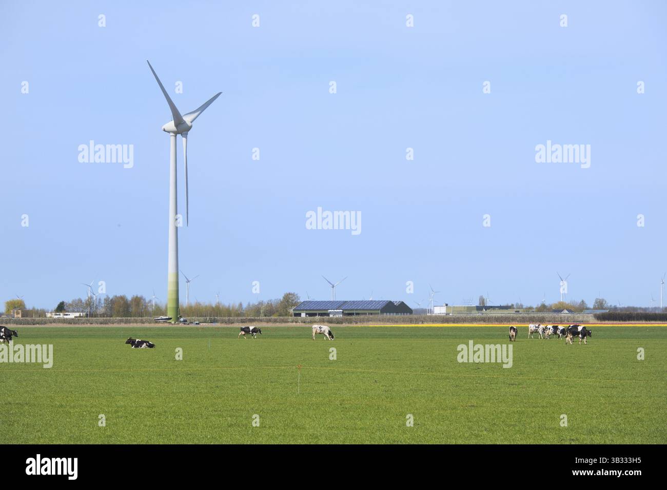 Typical Dutch landscape with cows and wind turbines Stock Photo - Alamy