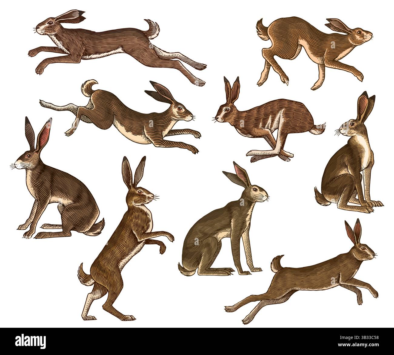 Engraving traditional fauna Cut Out Stock Images & Pictures - Alamy
