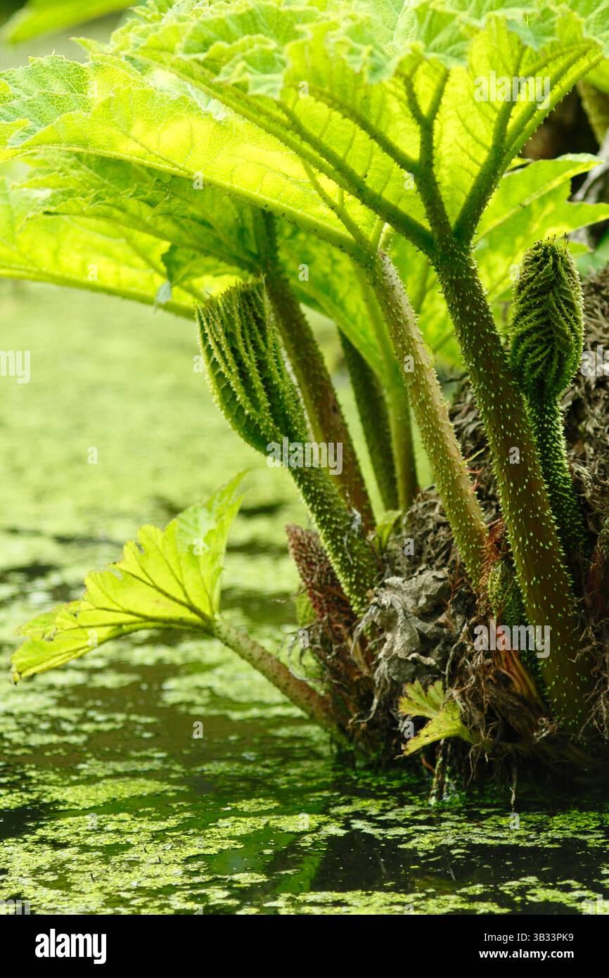 Gunnera plant hi-res stock photography and images - Alamy