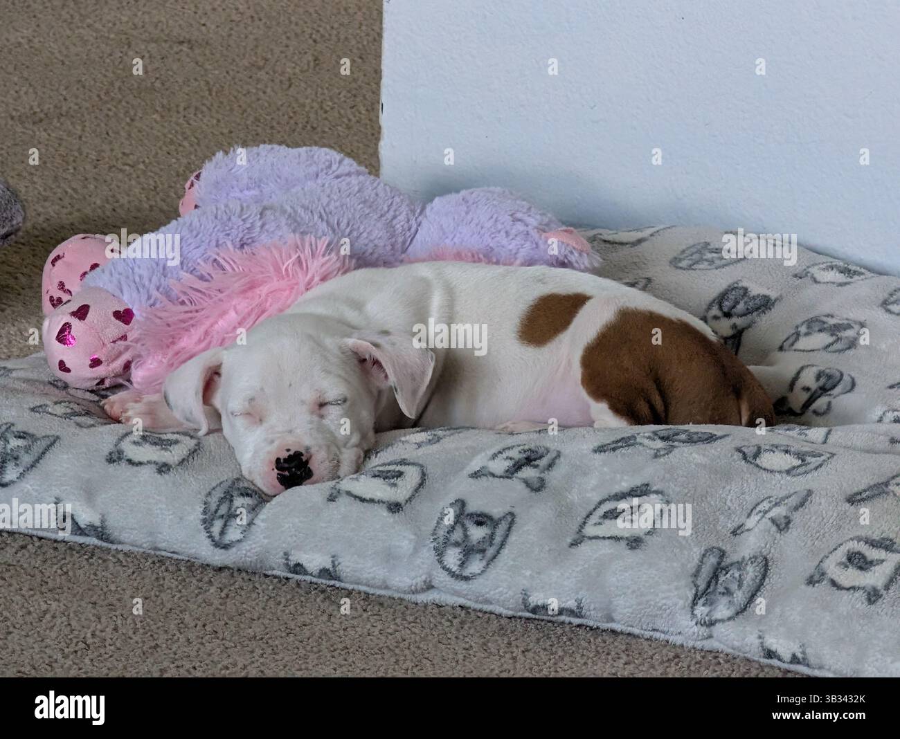 Sleeping Sweet Puppy with lovey - Smartphone Captured Stock Image