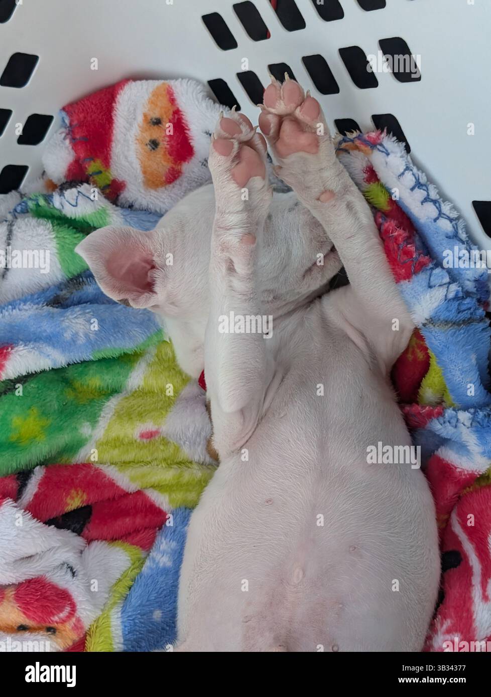 Hard life for a puppy Stock Photo