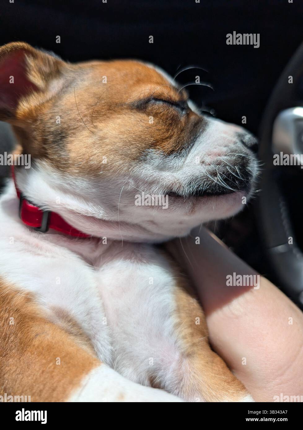 Sleepy Puppy - Smartphone Captured Stock Image