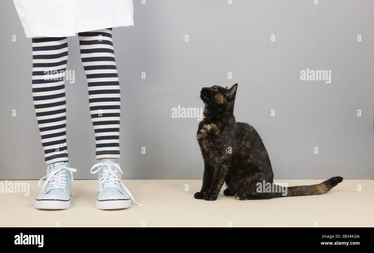 Tortoiseshell cat sitting in studio and looking up for food Stock Photo ...