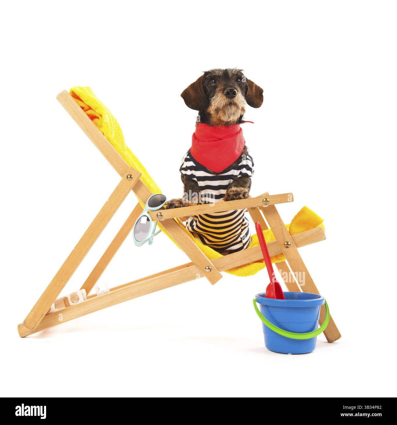 Wire haired dachshund in beach chair isolated over white background Stock Photo