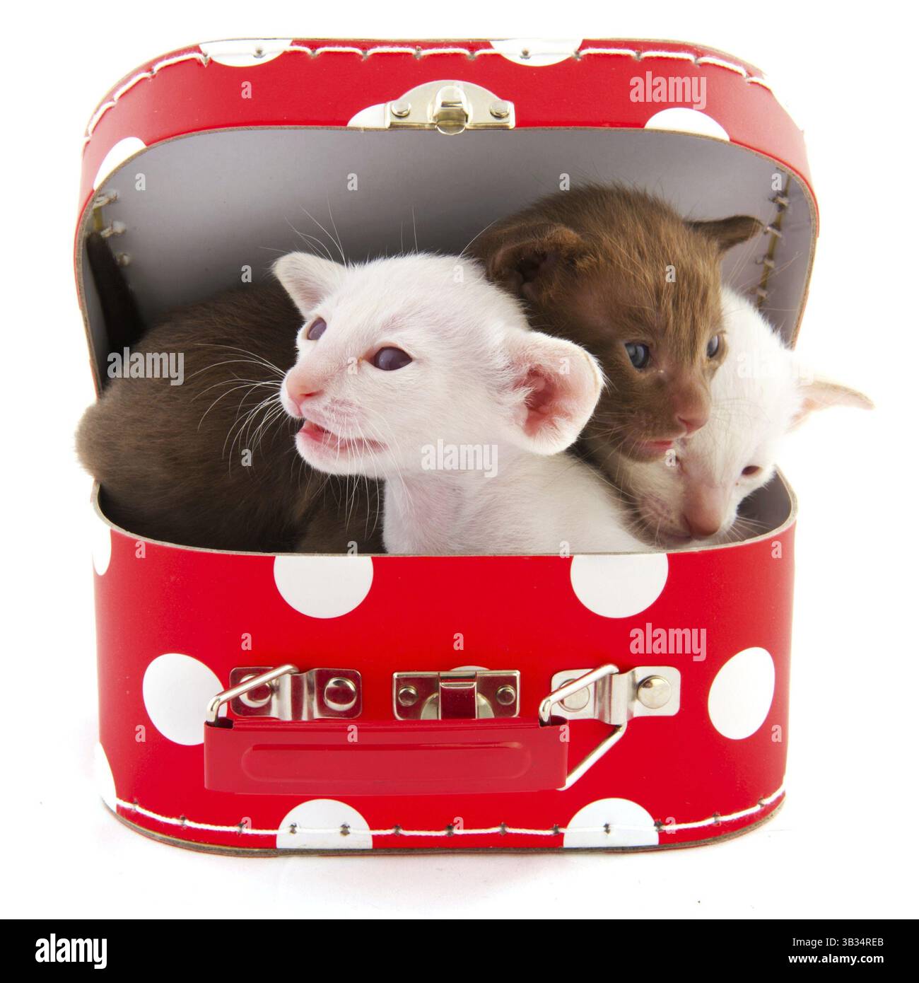 Open red dotted suitcase with cute little cats stock photo alamy