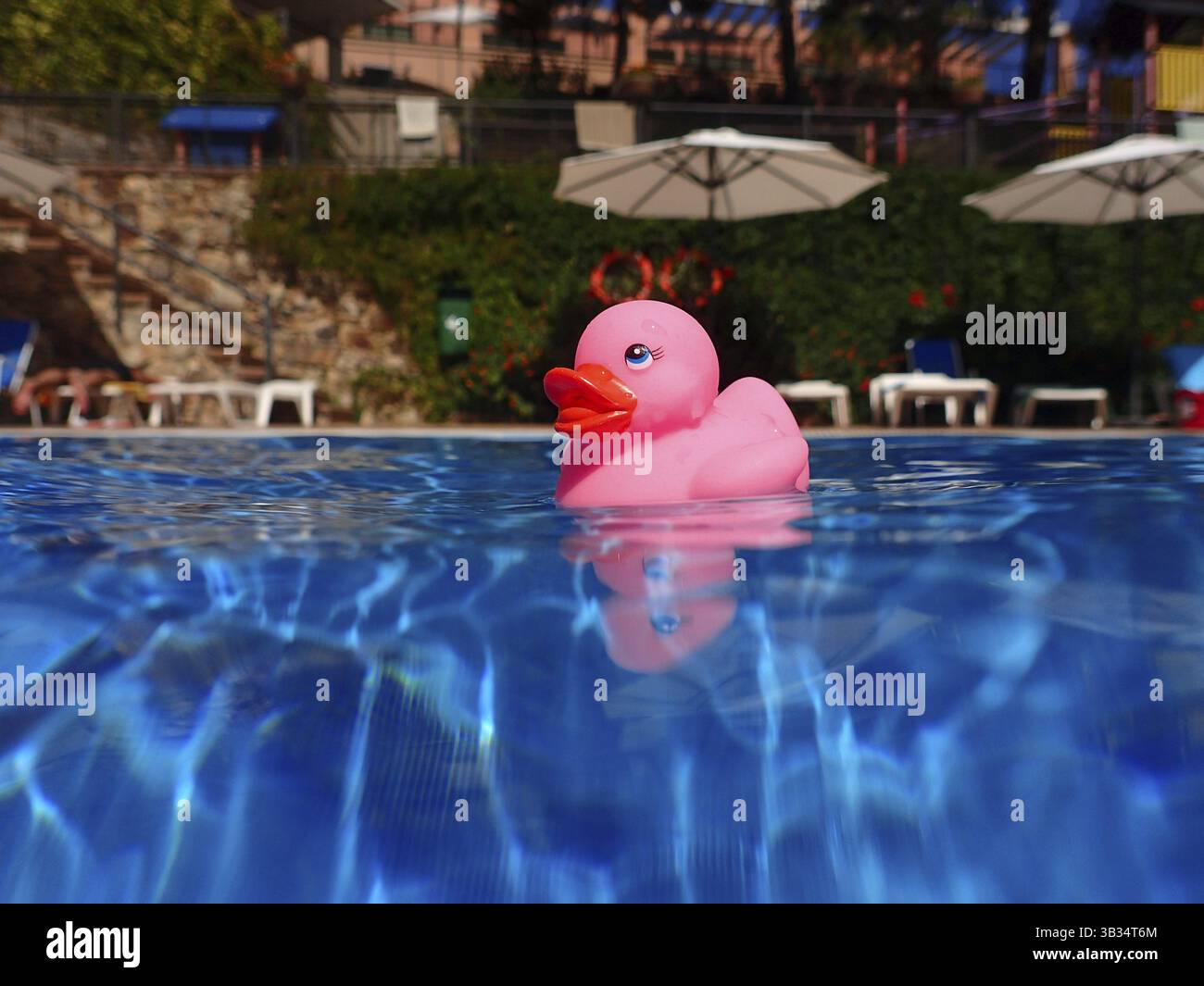 Pink bath duck floating in swimming pool Stock Photo - Alamy