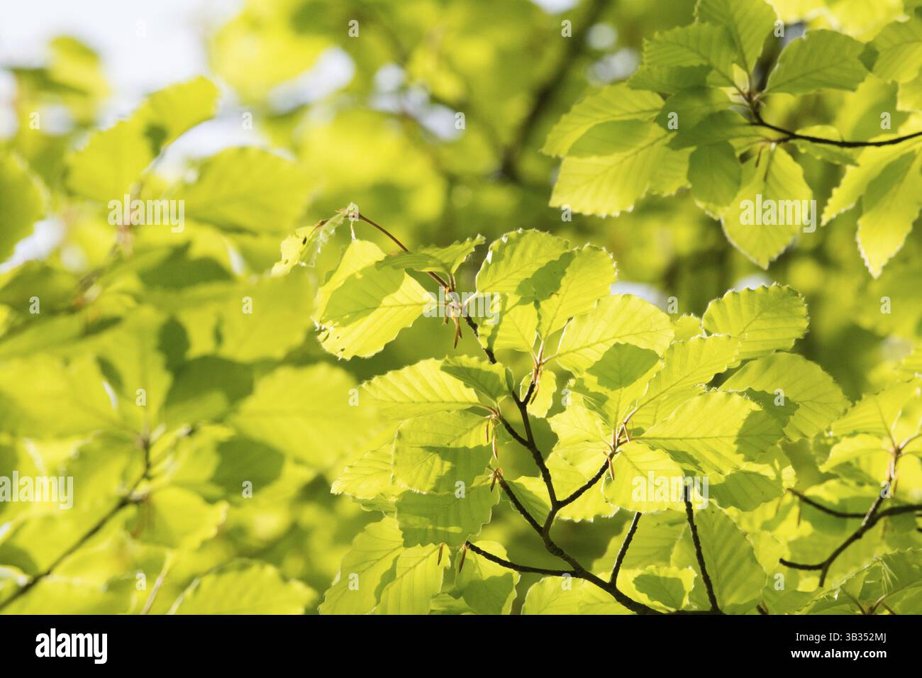 Green leaves trees in spring hi-res stock photography and images - Alamy