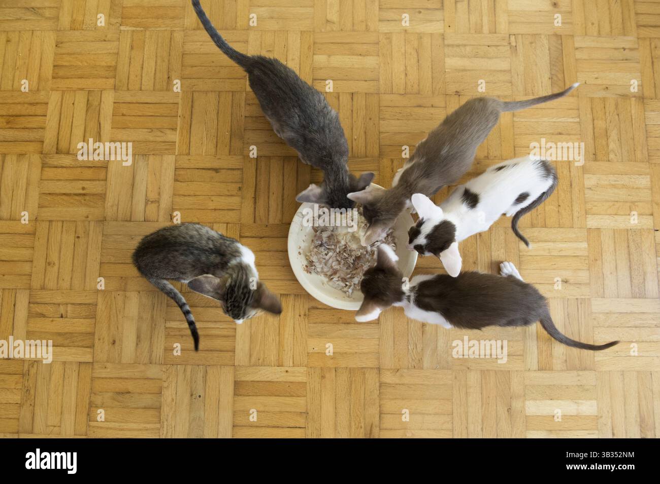Cats eating fish hi-res stock photography and images - Alamy