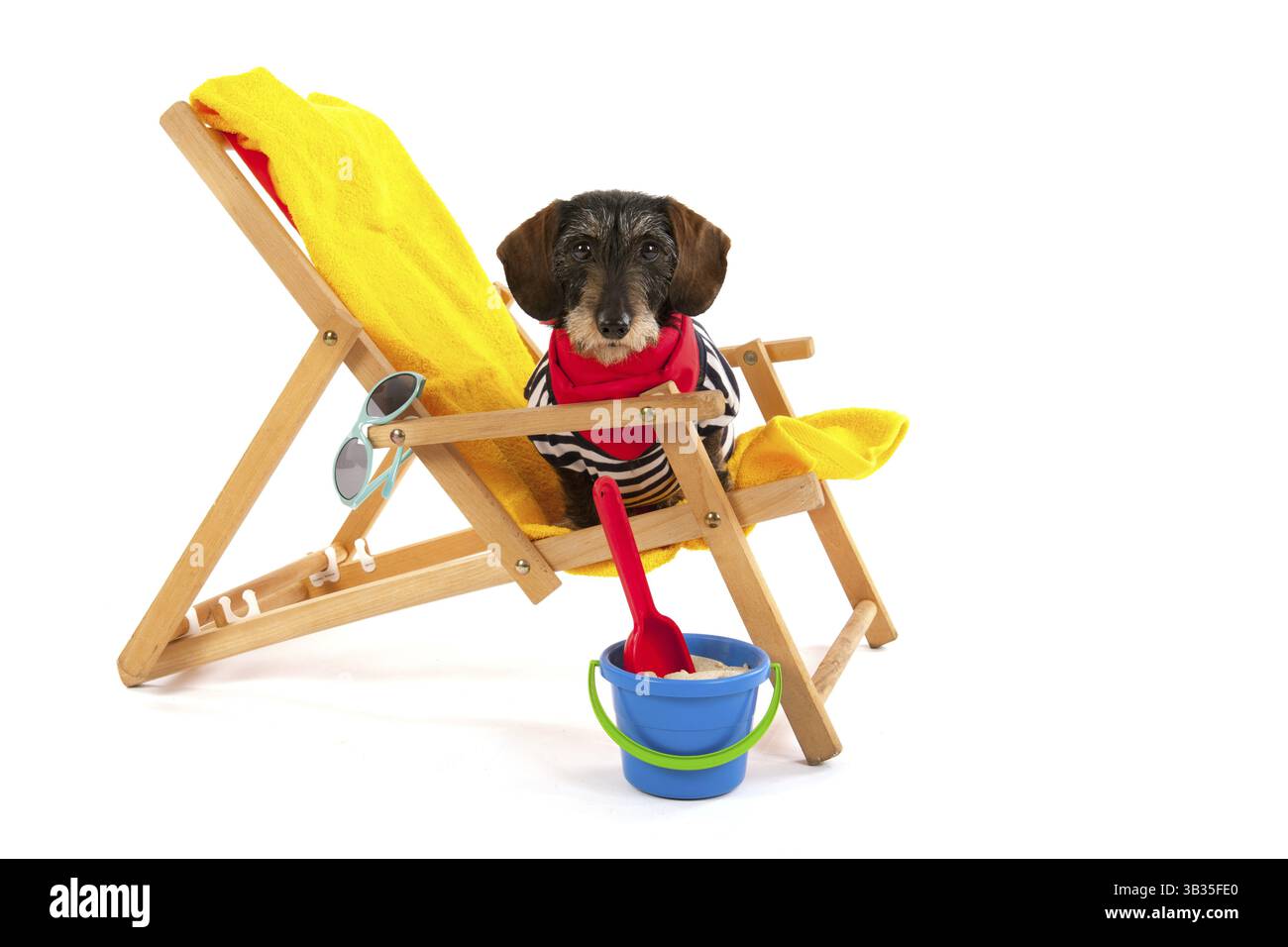 Wire haired dachshund in beach chair isolated over white background Stock Photo