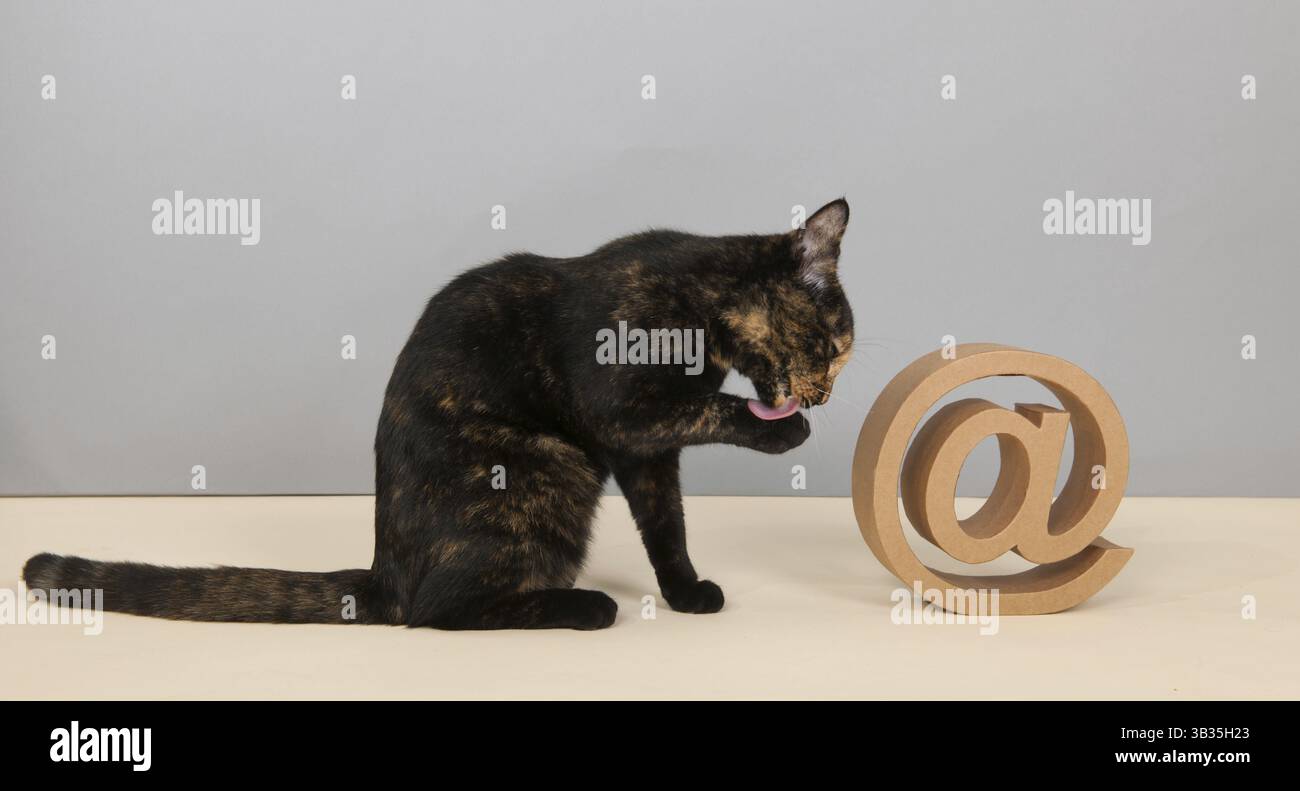 Tortoiseshell cat sitting in studio near at sign Stock Photo - Alamy