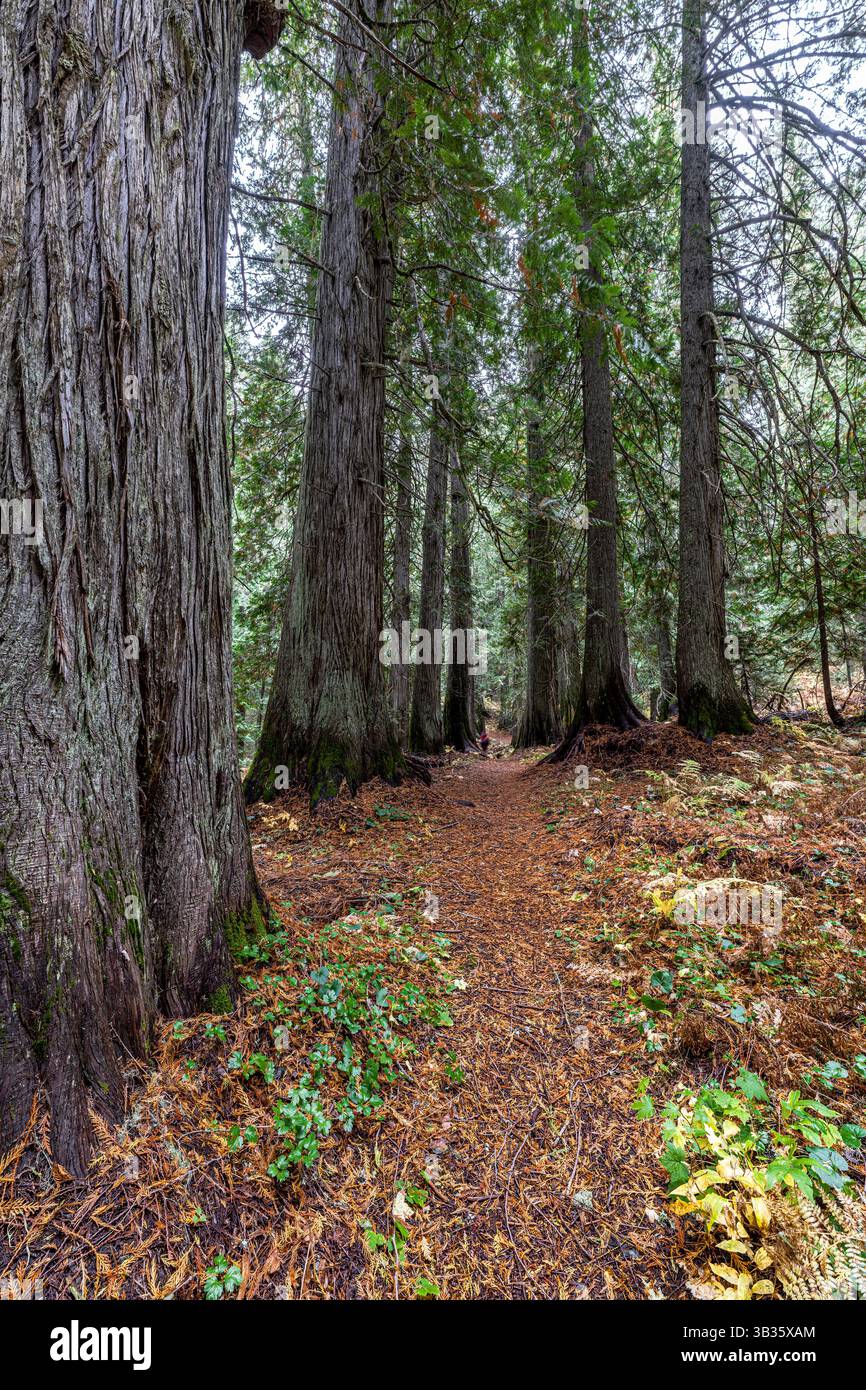 Western Red Cedar Trees (Thuja plicata) in the Hobo Cedar Grove ...