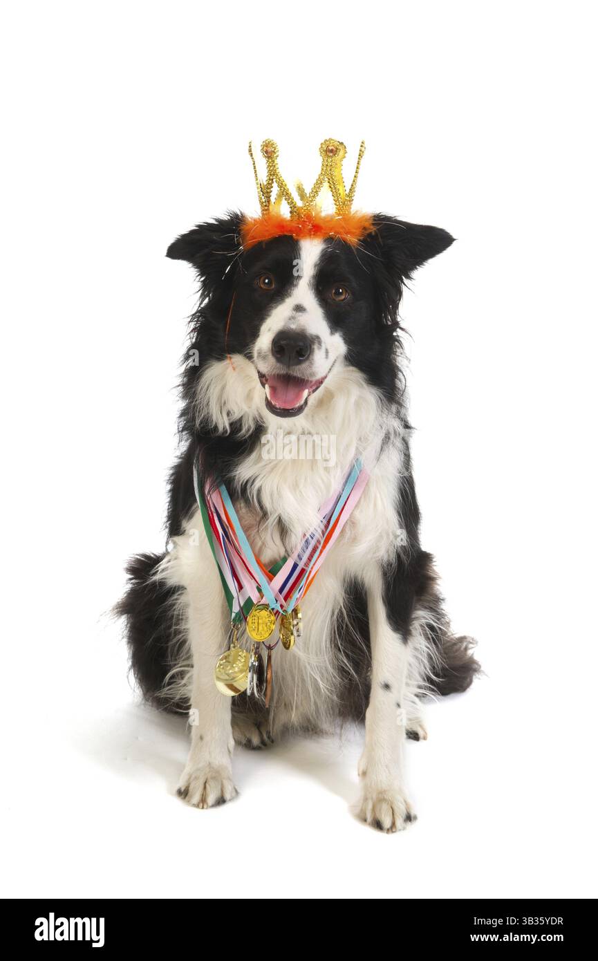 Champion dog with many medals and crown from the show Stock Photo