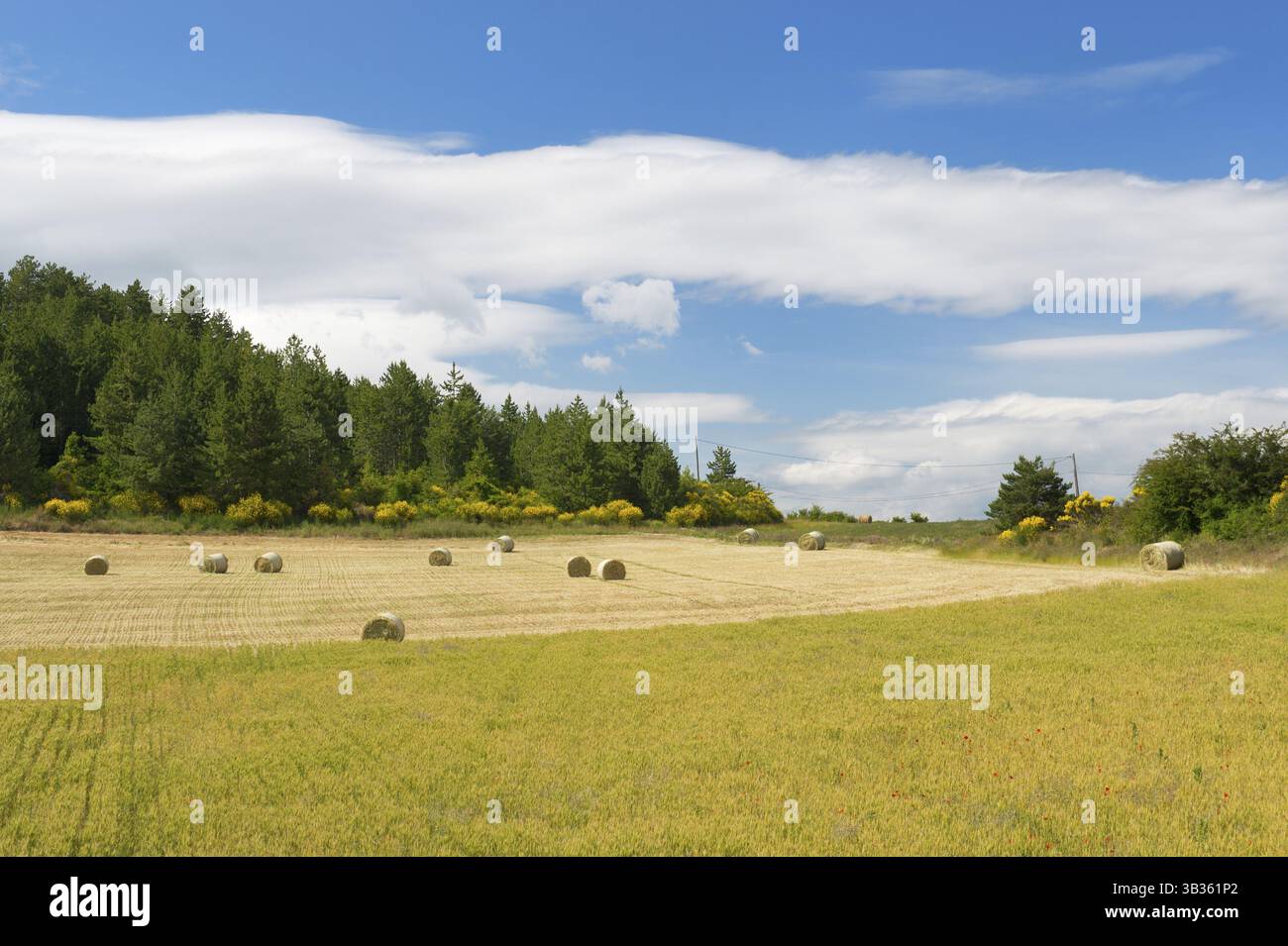 Rural agricultural French landscape with grain and grass rolls Stock ...