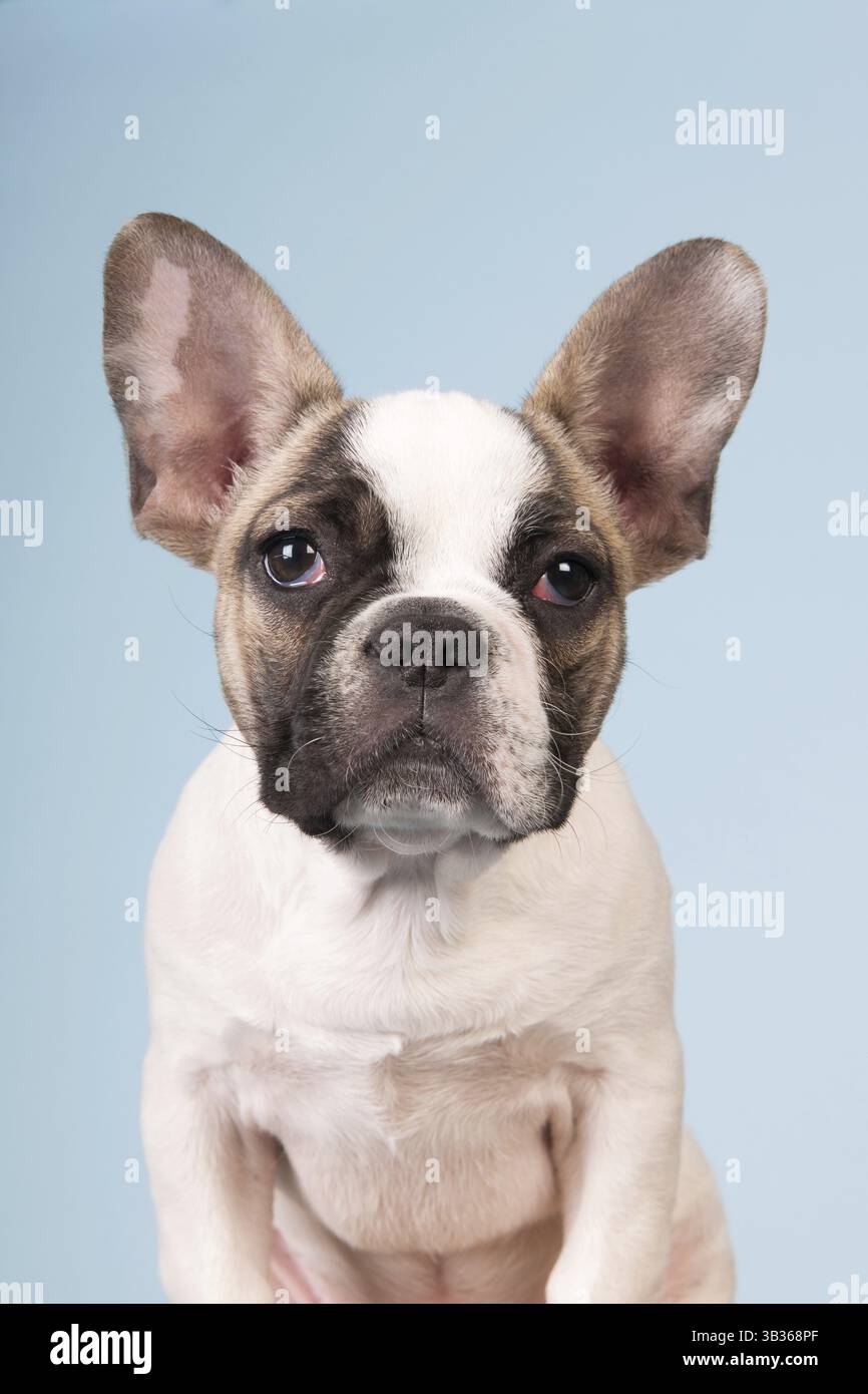 French bulldog puppy in studio on pastel color blue background Stock Photo