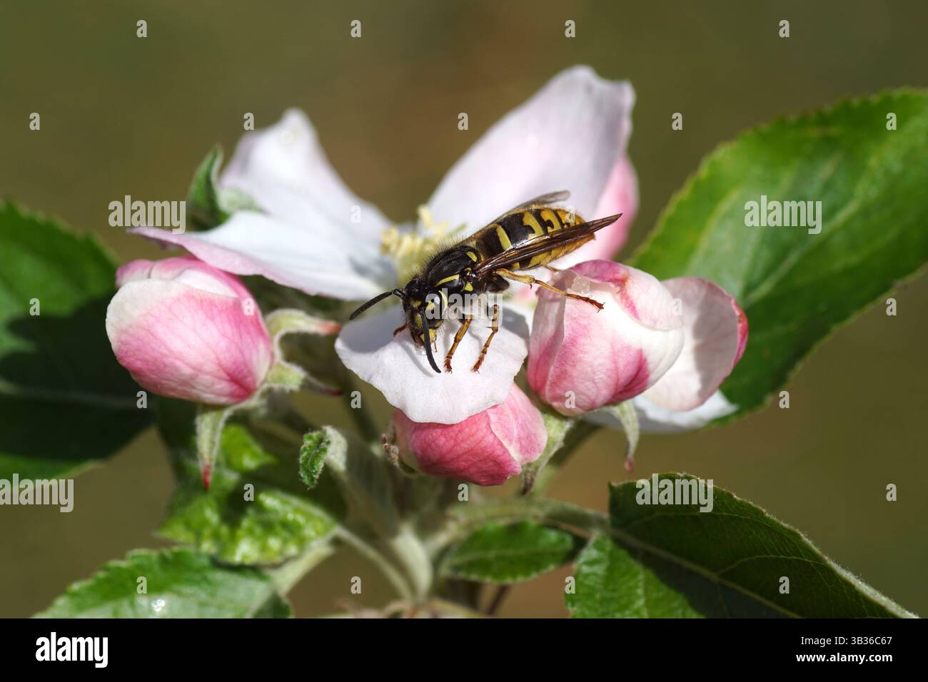 Queen of a common wasp (Vespula vulgaris) on white flowers of the apple ...