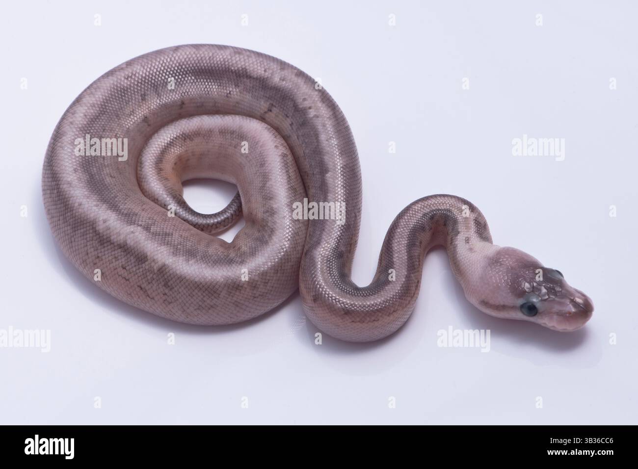 Grey ball python hatchlings on white background Stock Photo