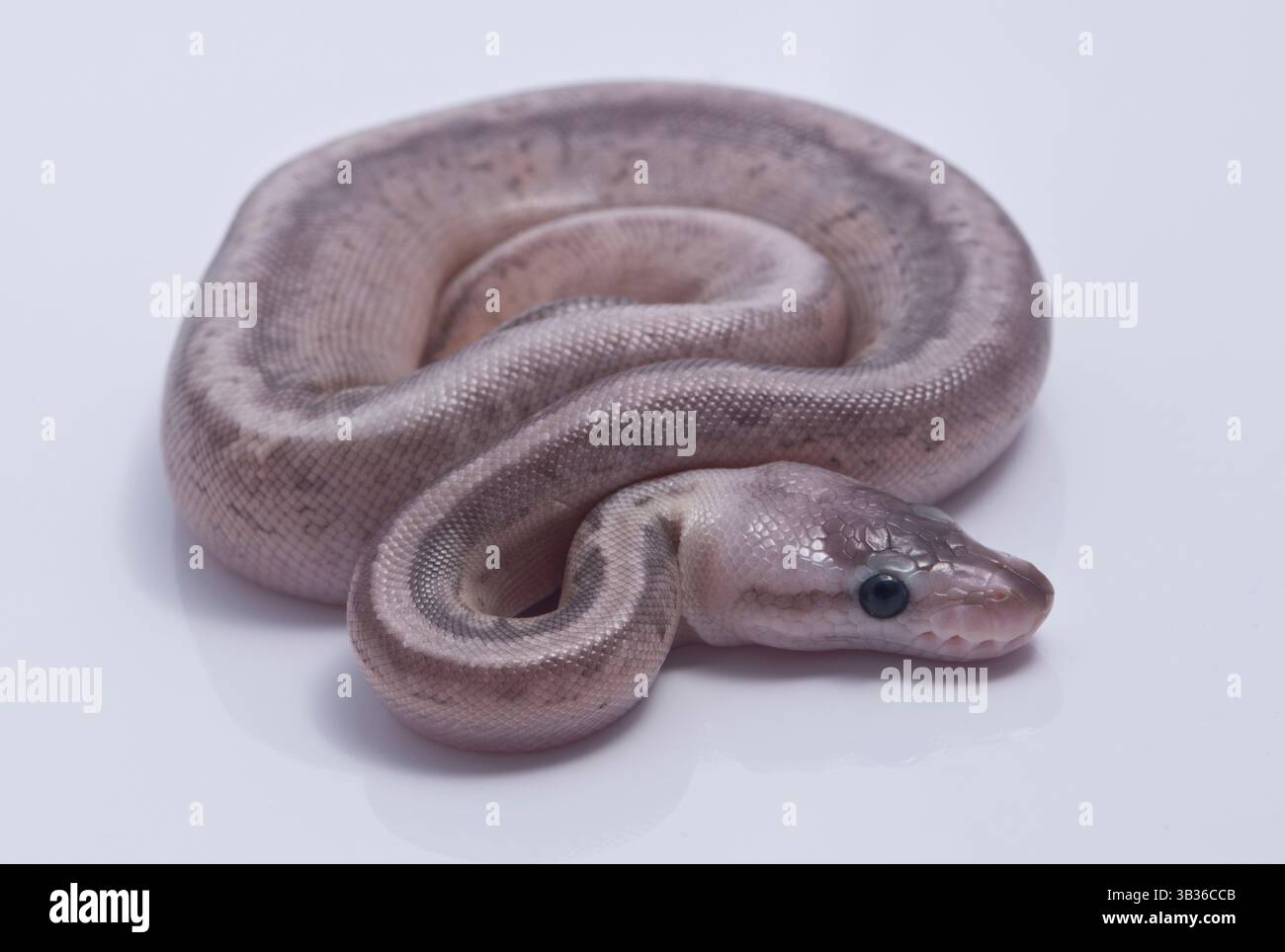 Grey ball python hatchlings on white background Stock Photo