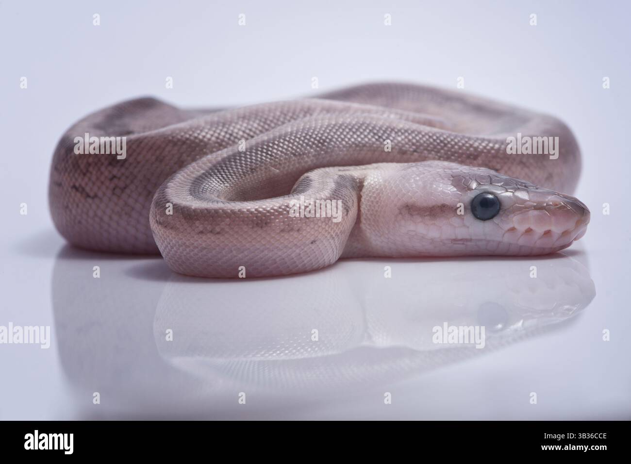 Grey ball python hatchlings on white background Stock Photo
