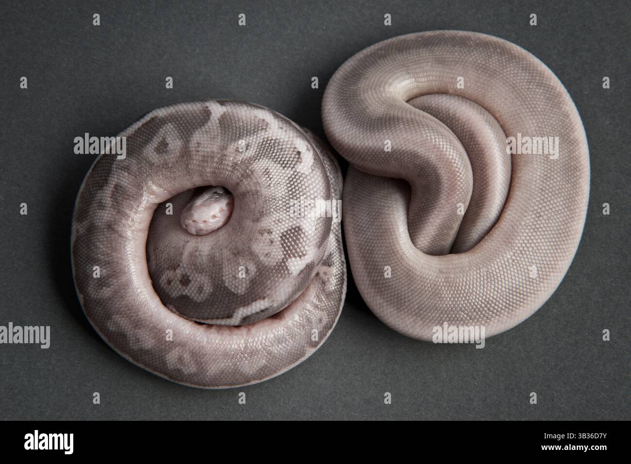 Ball python hatchlings hi-res stock photography and images - Alamy