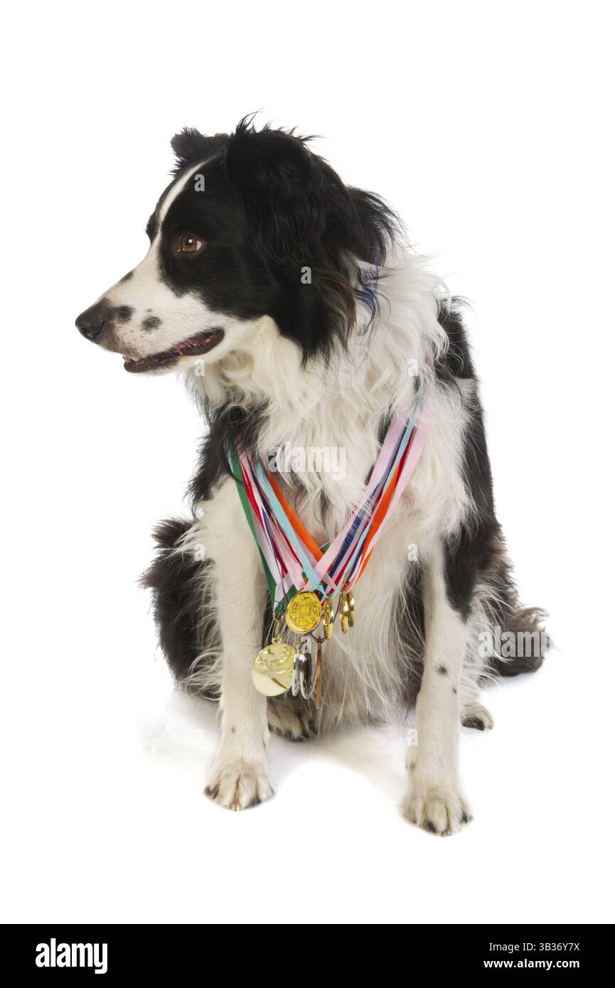 Champion dog with many medals from the show Stock Photo