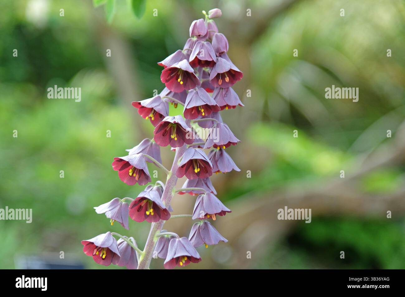 Deep purple Fritillaria persica, persian lily, in flower. Stock Photo