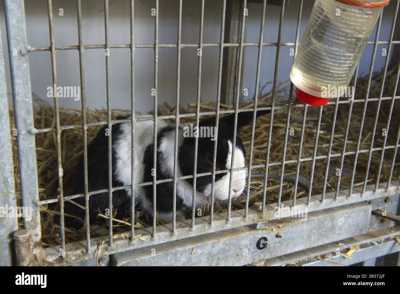 Pathetic black and white rabbit in cage Stock Photo