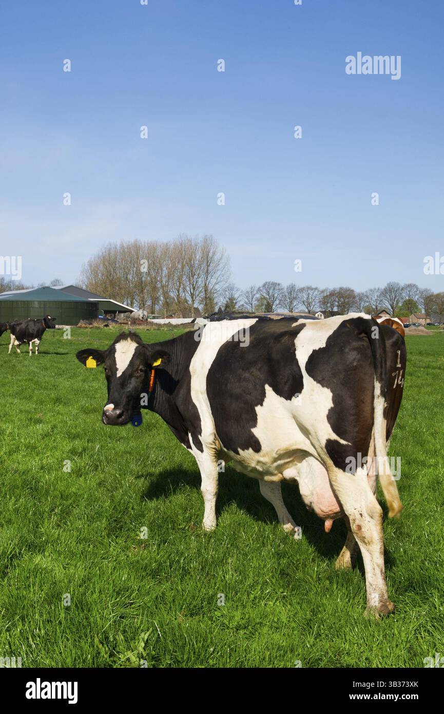 Black and white cows in Dutch meadows Stock Photo - Alamy