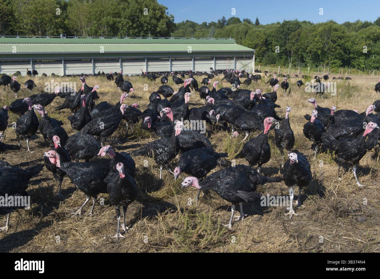 Many turkeys outdoor at the farm Stock Photo - Alamy