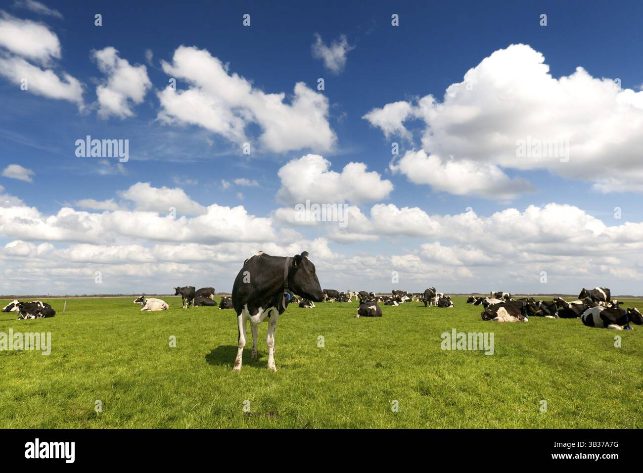 Typical Dutch landscape with black and white cows in the meadows Stock ...