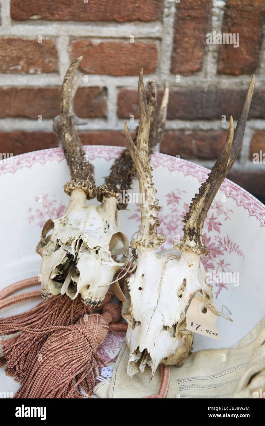 Vintage skulls in antique shop Stock Photo