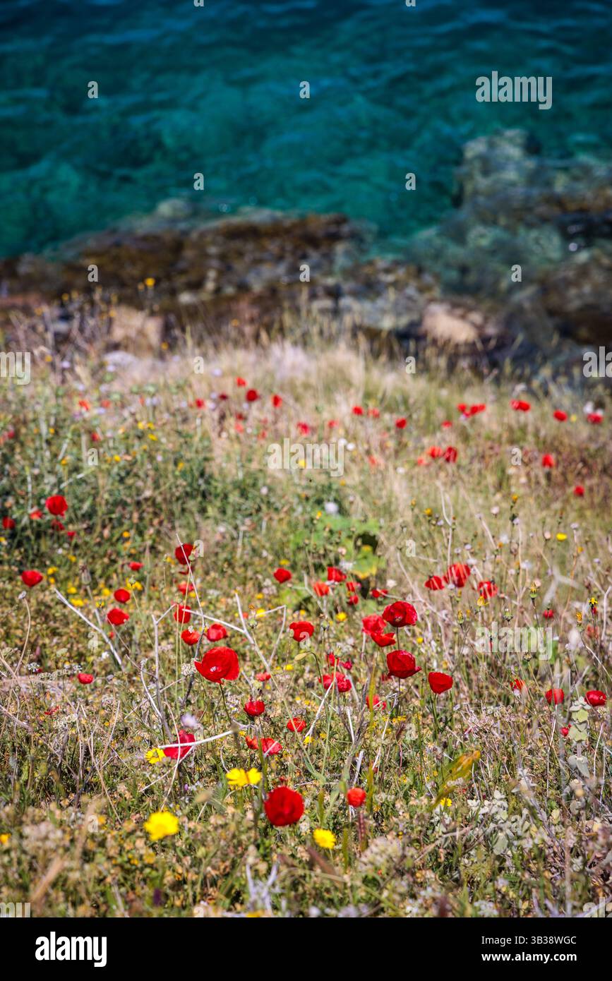 Red poppies and other wildflowers and grasses bloom during springtime on the island of Hydra, Greece. The sea awaits at the bottom of the cliff. Stock Photo
