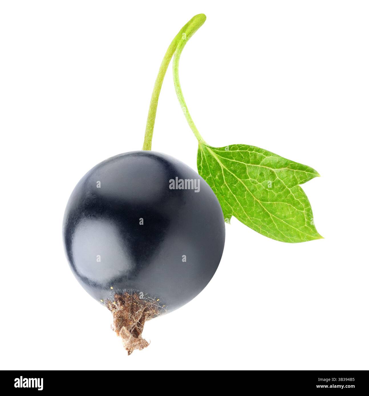 One black currant berry on a stem isolated on white Stock Photo