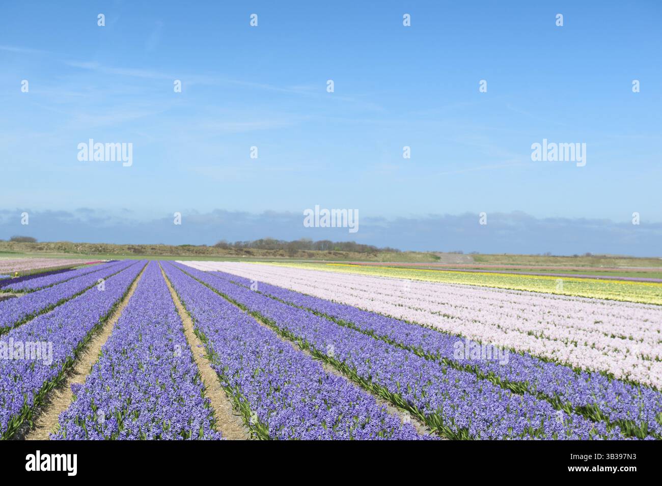 Dutch flower field with colorful hyacinths Stock Photo - Alamy
