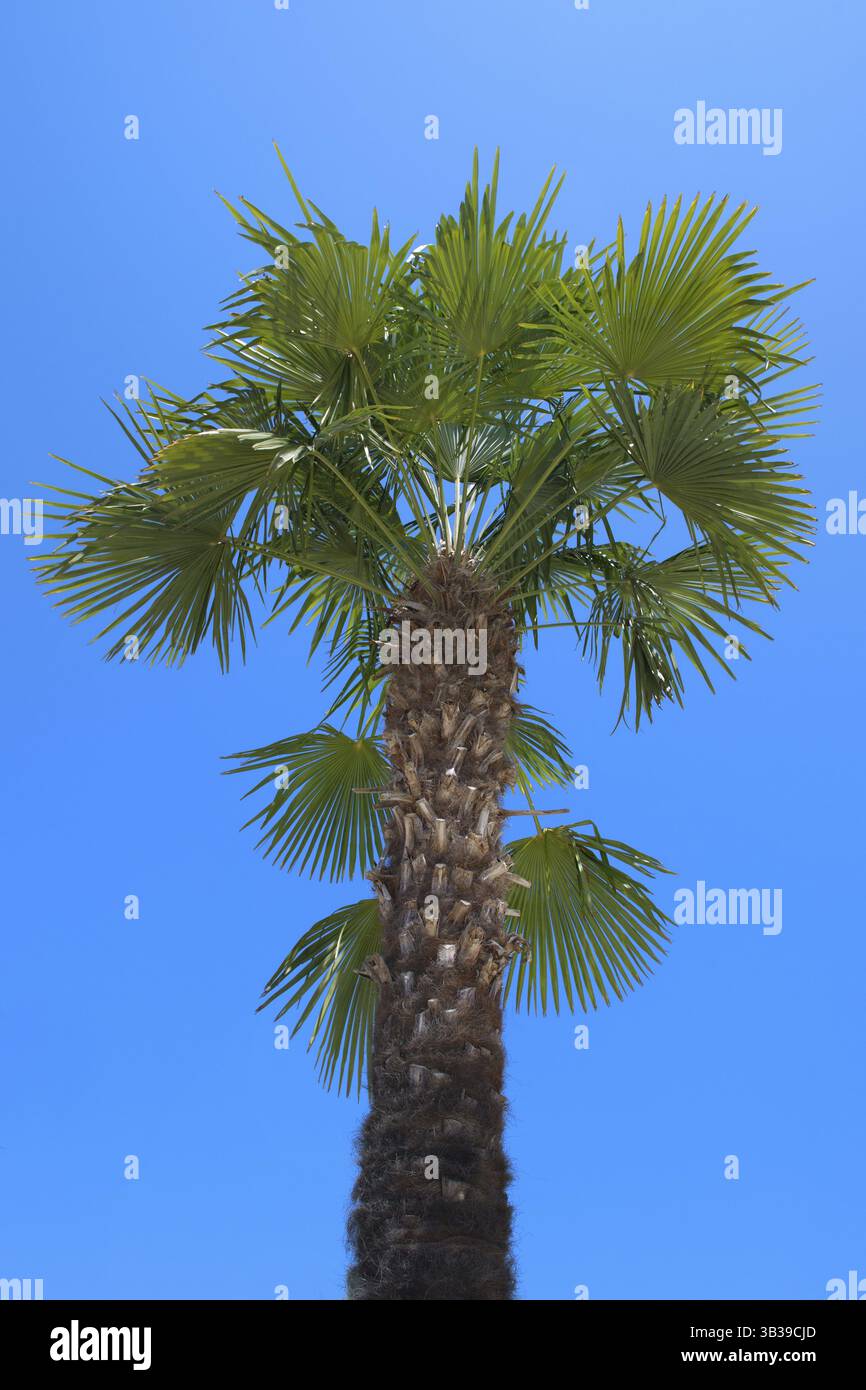 Palm trees and tropical plants hi-res stock photography and images - Alamy