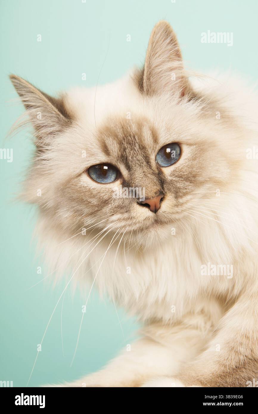 Portrait Birman cat on green background Stock Photo