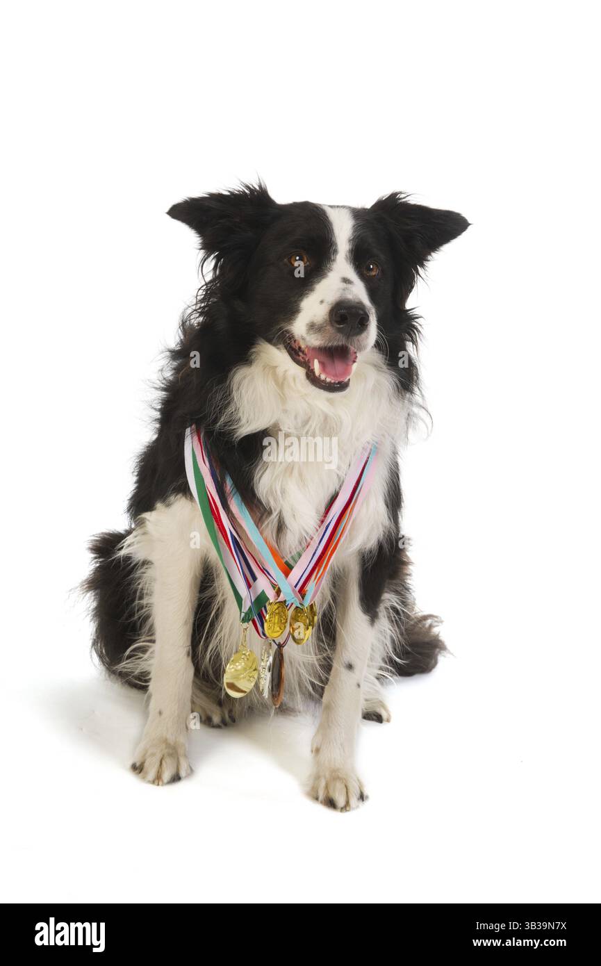 Champion dog with many medals from the show Stock Photo