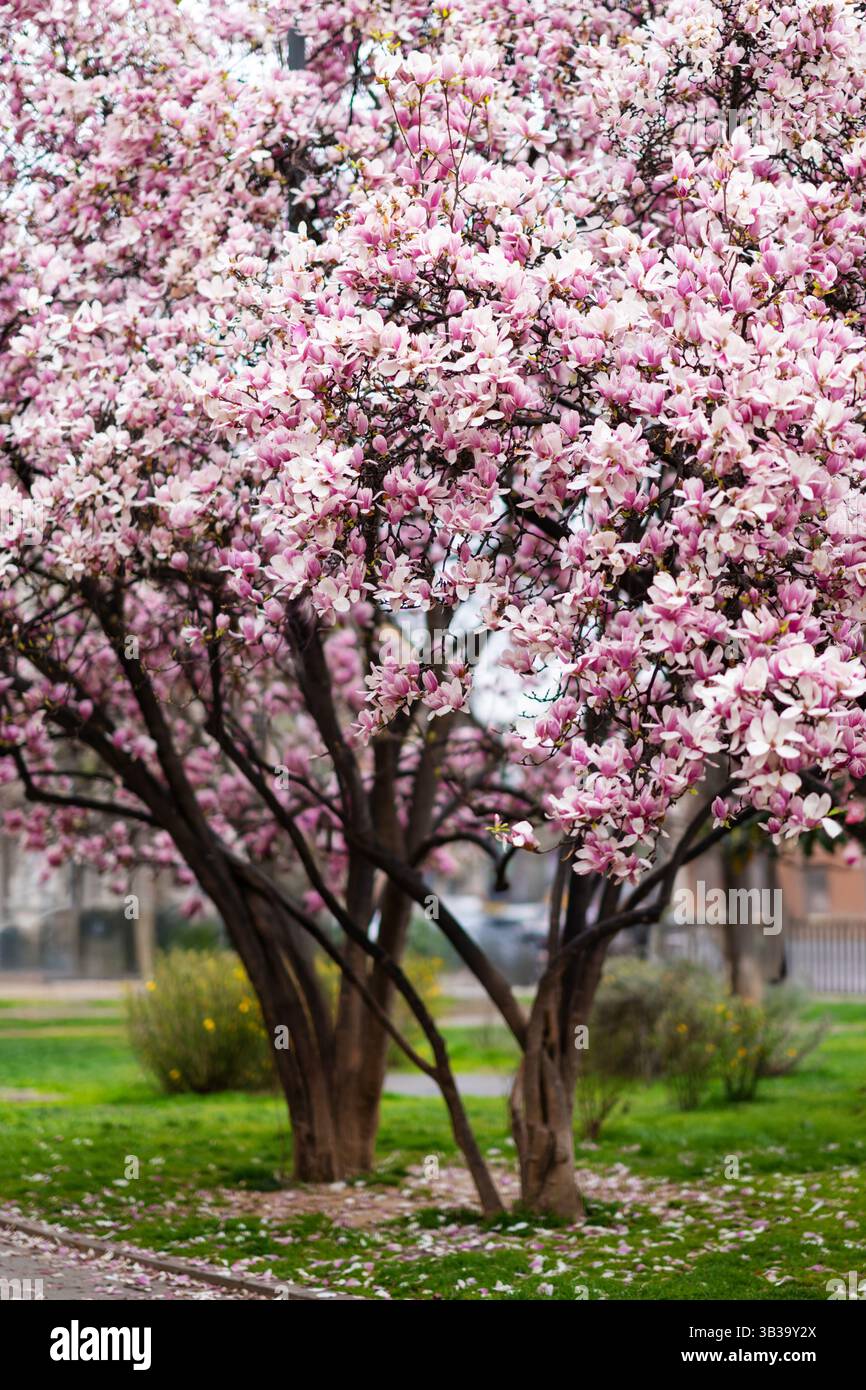 Pink Magnolia Blossoms on Tree Branches Stock Photo - Alamy