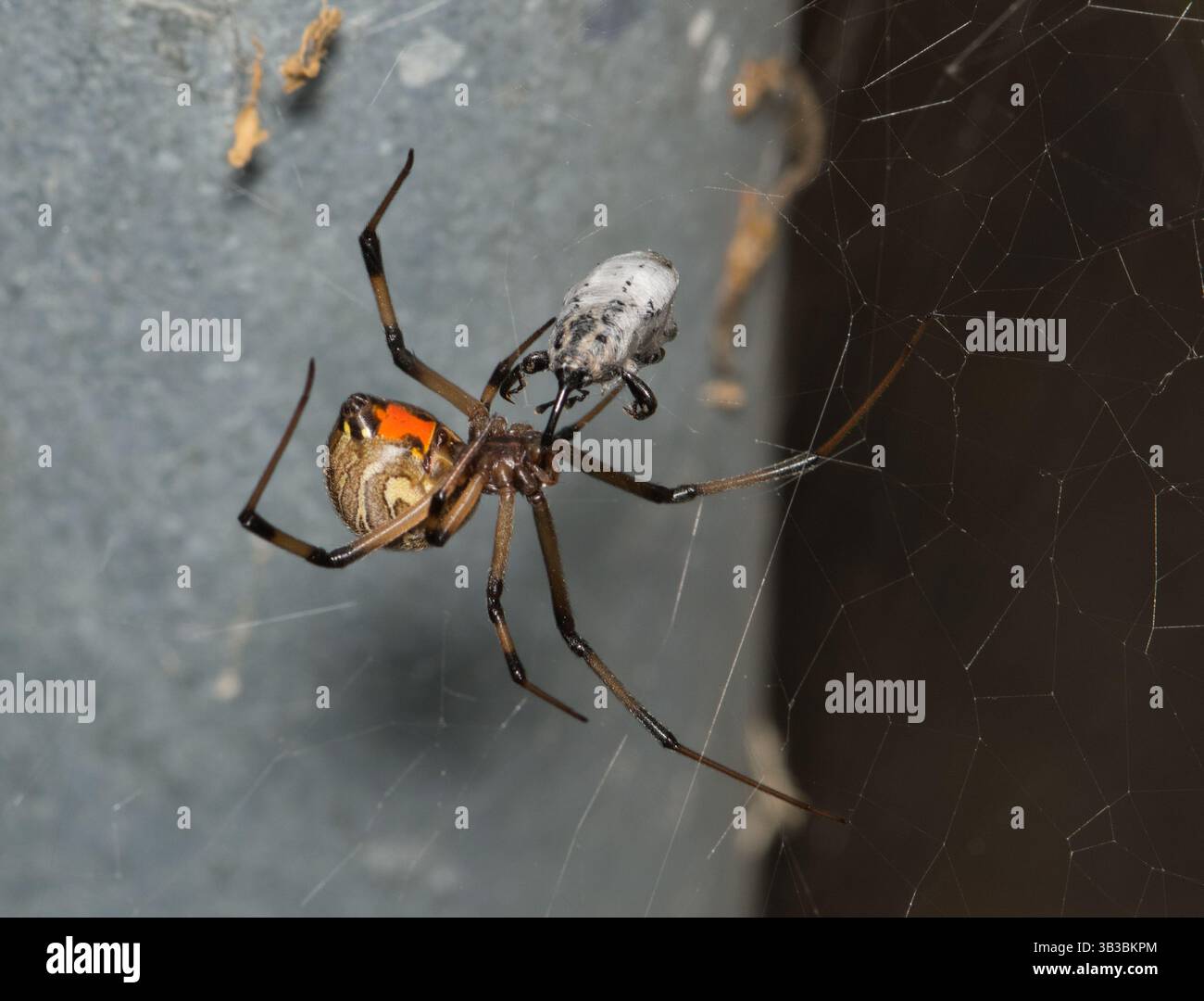 Weevil Web Brown Widow Spider Latrodectus geometricus arachnid weevil prey insect ...
