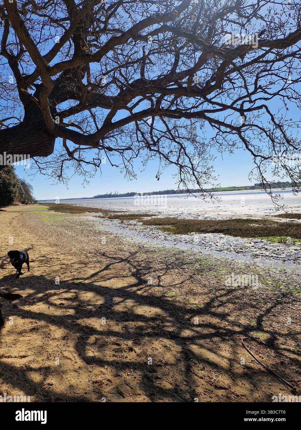 Blossom spring - Smartphone Captured Stock Image