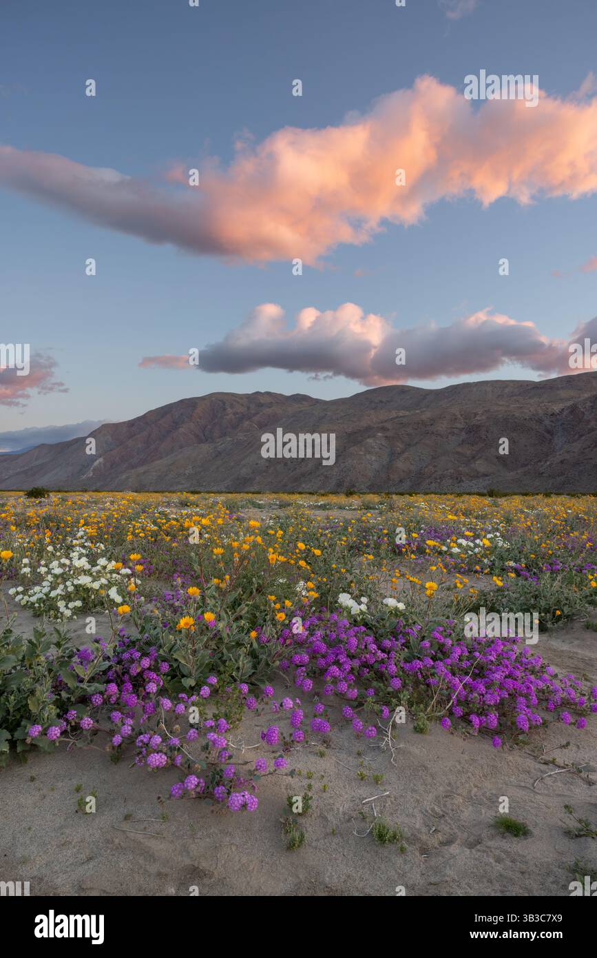 Field of blooming Desert Sand Verbena, Dune Evening Primrose and Desert ...