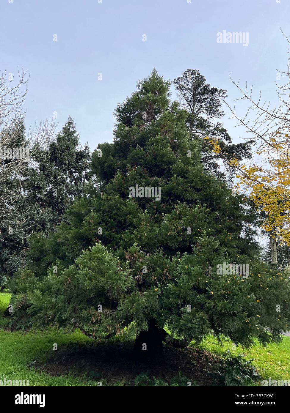 Leyland Cypress tree in Golden Gate Park, surrounded by green grass and tree branches under a grey sky, capturing the serene beauty of San Francisco - Smartphone Captured Stock Image