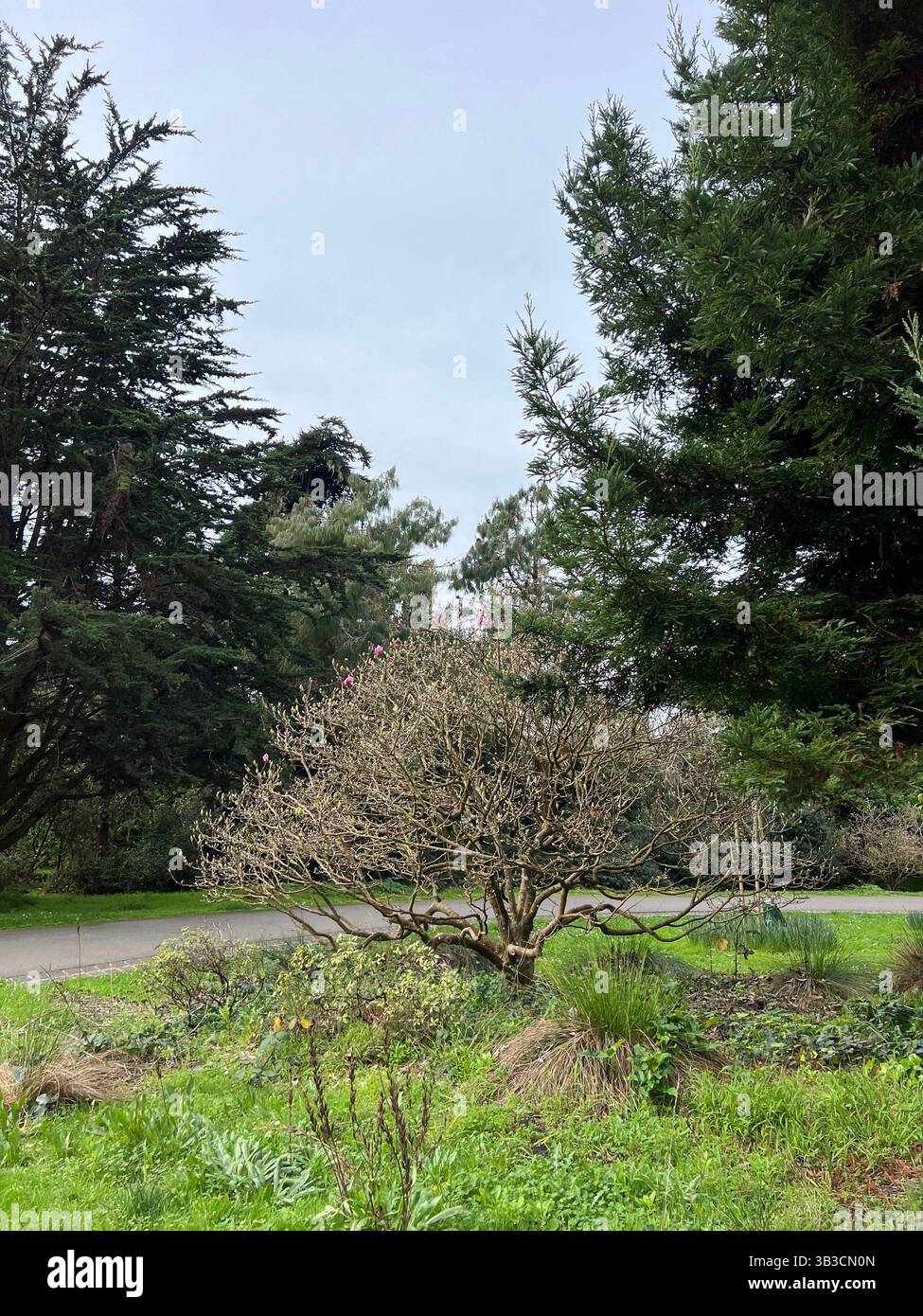 Small flowering tree with pink buds in Golden Gate Park, natural midday light, overcast sky, grassy bed and walking path in background. - Smartphone Captured Stock Image