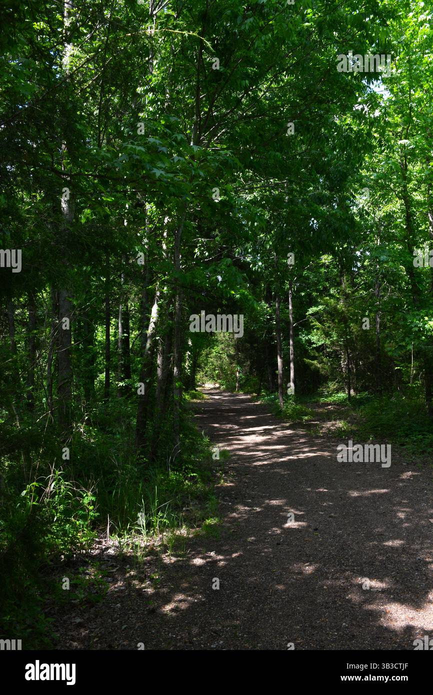 Woodland trail with tree canopy hi-res stock photography and images - Alamy