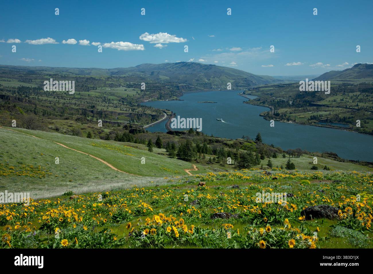 WA28383-00...WASHINGTON -View east over the Columbia River from a balsamroot covered hillside on the Coyote Wall. Stock Photo