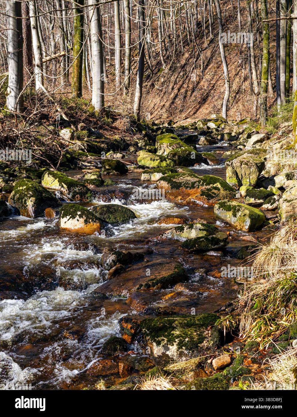 Fluss Aus Dem Harz