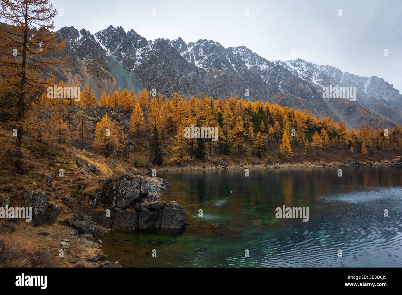 Golden autumn leaves dusted hi-res stock photography and images - Alamy