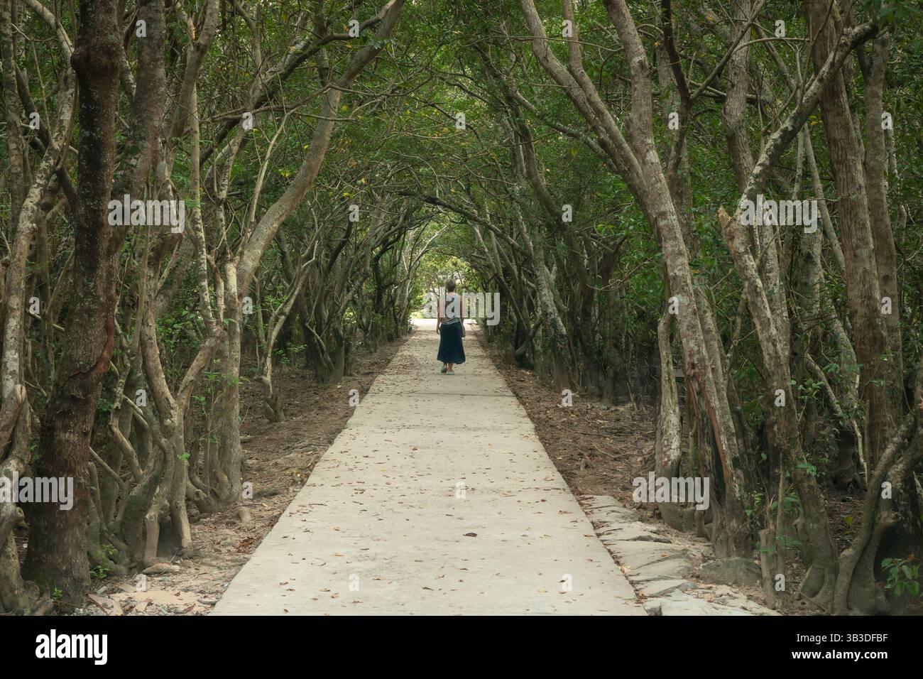 Solo female traveler walk down the beautiful path among mangrove trees ...